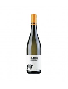 San salvatore cl75 falanghina igp